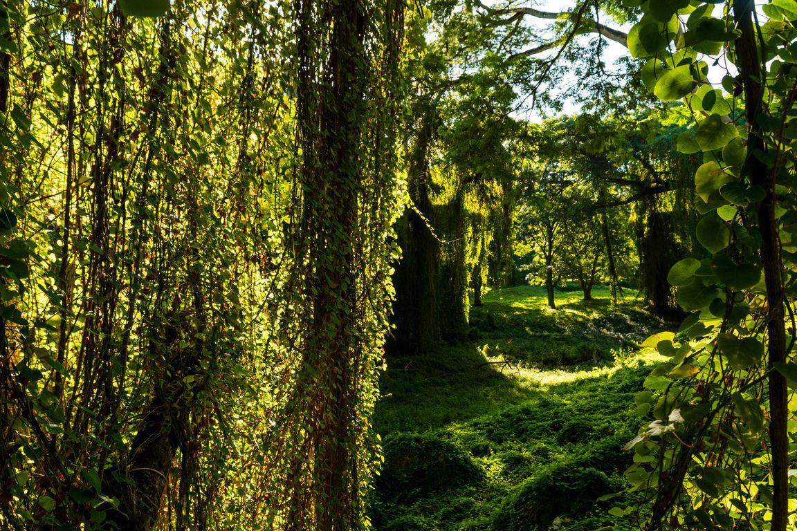 Bosque de La Habana